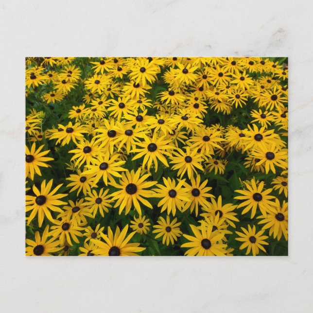 Cartão Postal Rudbeckia Hirta (Susanos de Olhos Negros) (Frente)