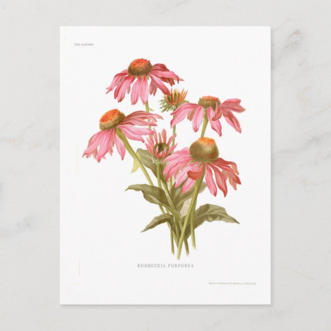 Cartão Postal Rudbeckia purpurea (Frente)