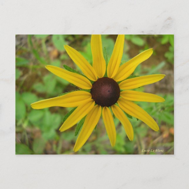 Cartão Postal Rudbeckie hérissée (Frente)