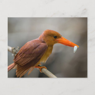 Cartão Postal Ruddy Kingfisher Bird Park, Tailândia