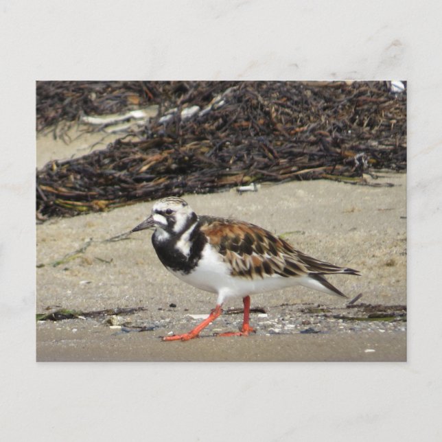 Cartão Postal Ruddy Turnstone (fase de Verão) (Frente)