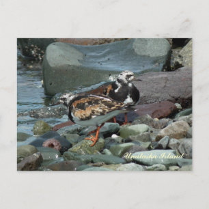 Cartão Postal Ruddy Turnstone Sandpiper