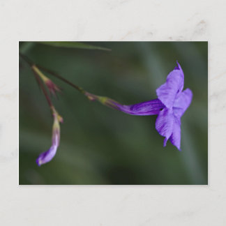 Cartão Postal Ruellia simplex, a petúnia mexicana fechou