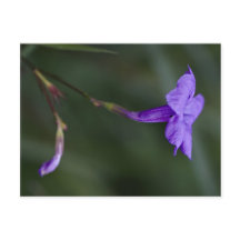 Ruellia simplex, a petúnia mexicana fechou