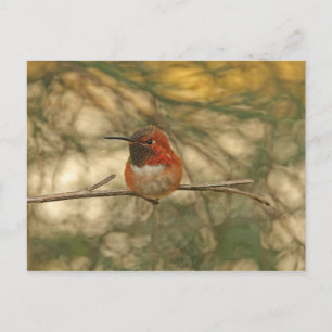 Cartão Postal Rufd Hummingbird Sentado
