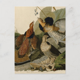 Cartão Postal Ruffed Grouse de John Audubon