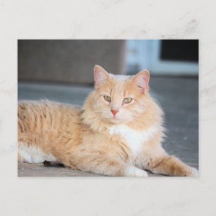 Cartão Postal Ruffles