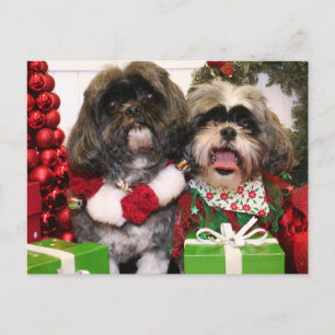 Cartão Postal Ruffles e Riley - Shih Tzu - Miller