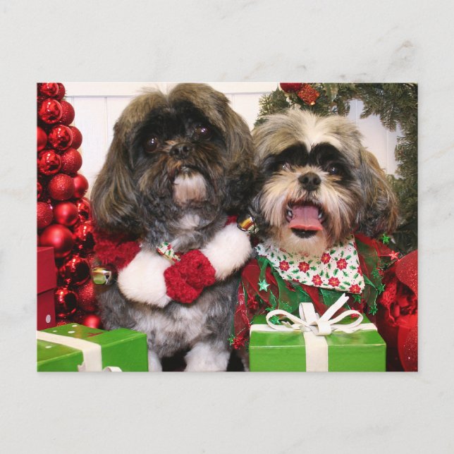 Cartão Postal Ruffles e Riley - Shih Tzu - Miller (Frente)