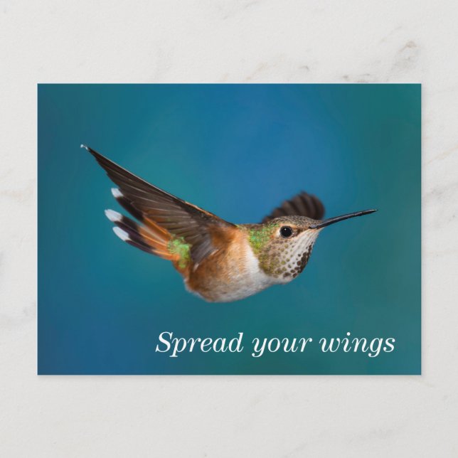 Cartão Postal Rufous Hummingbird (Frente)