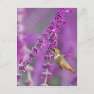 Cartão Postal Rufous Hummingbird