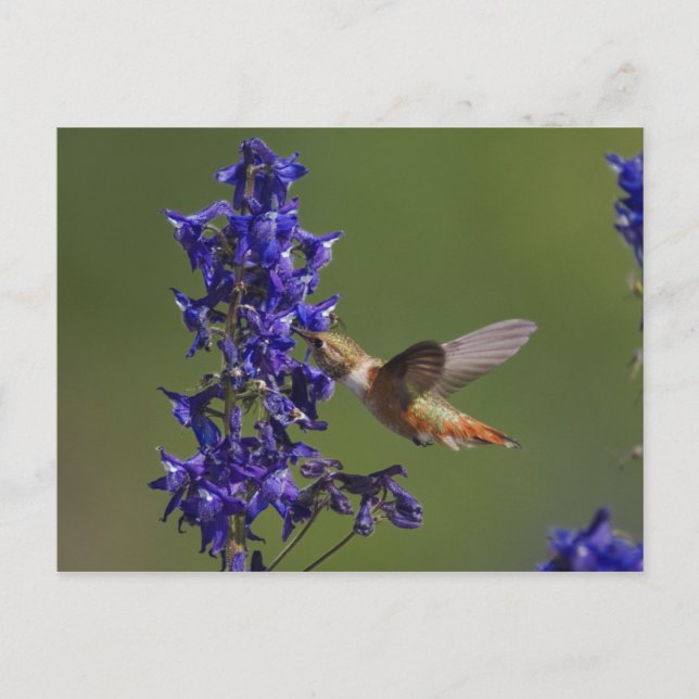 Cartão Postal Rufous Hummingbird (Frente)