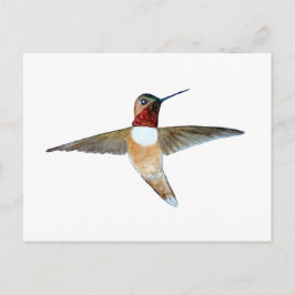 Cartão Postal Rufous Hummingbird