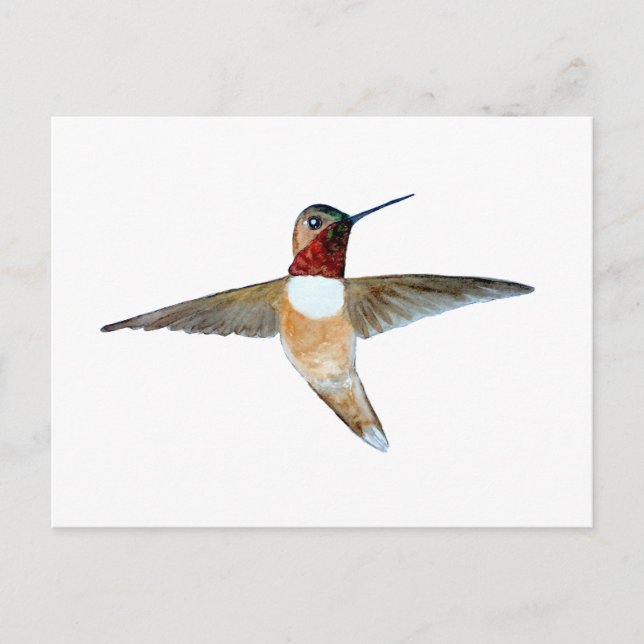 Cartão Postal Rufous Hummingbird (Frente)