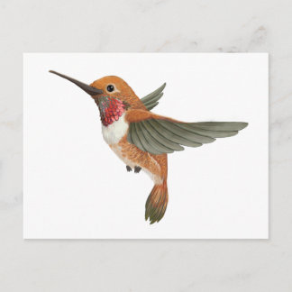 Cartão Postal Rufous Hummingbird