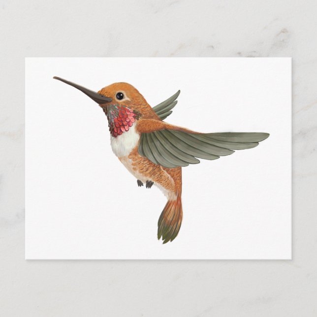 Cartão Postal Rufous Hummingbird (Frente)