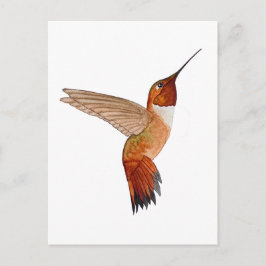 Cartão Postal Rufous Hummingbird