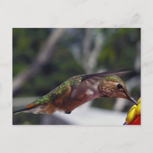 Cartão Postal Rufous Hummingbird - Placa de Posto
