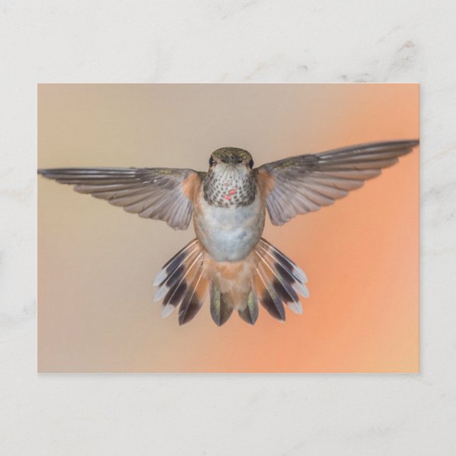 Cartão Postal Rufous Hummingbird Wings Wide Open (Frente)