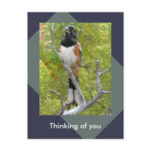 Cartão postal Rufous Sided Towhere Nature