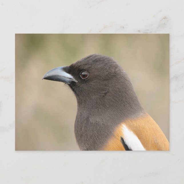 Cartão Postal Rufous Treepie (Frente)