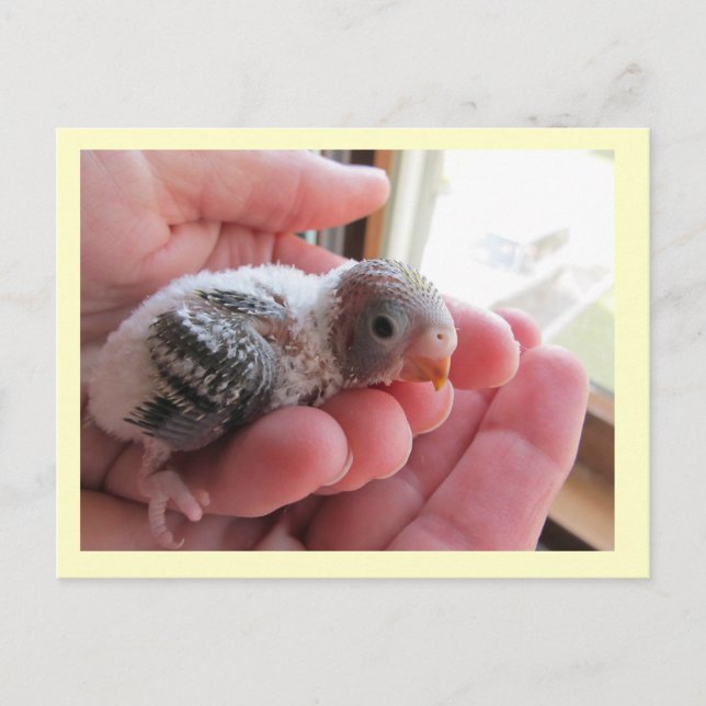 Cartão Postal Rufus Aos 16 Dias (Frente)