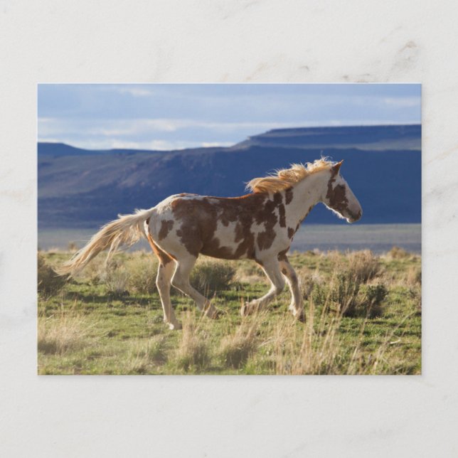 Cartão Postal Running Stallion, Steens Mountain, Oregon (Frente)