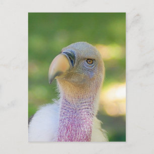 Cartão Postal Rupell's Griffon Vulture Postcard
