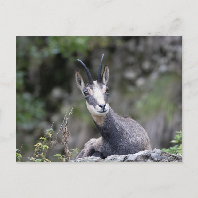 Cartão Postal Rupicapra rupicapra (Frente)