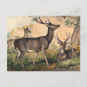 Cartão Postal Rusa Deer de Joseph Wolf