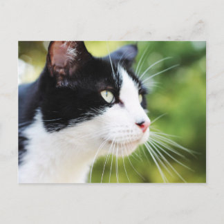 Cartão Postal Russell 1