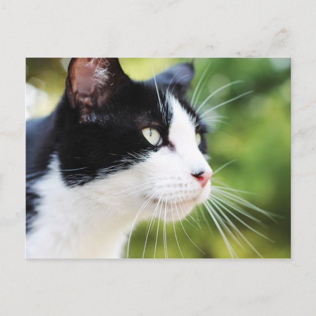 Cartão Postal Russell 1 (Frente)