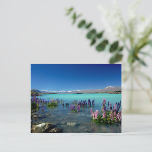 Cartão Postal Russell Lupins no lago Tekapo, Nova Zelândia