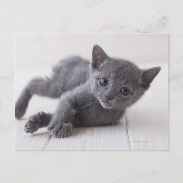 Cartão Postal Russian Blue Kitten (Frente)