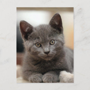 Cartão Postal Russo Blue Kitten