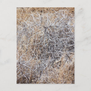 Cartão Postal Rustic Dry Tumbleweed