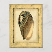 Rustic Vintage Seashell