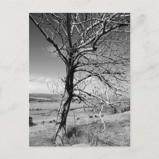 Cartão Postal Rústico (Frente)