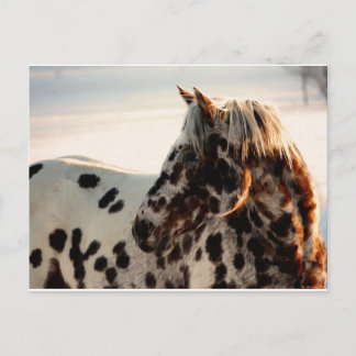 Cartão Postal Rusty the Appaloosa