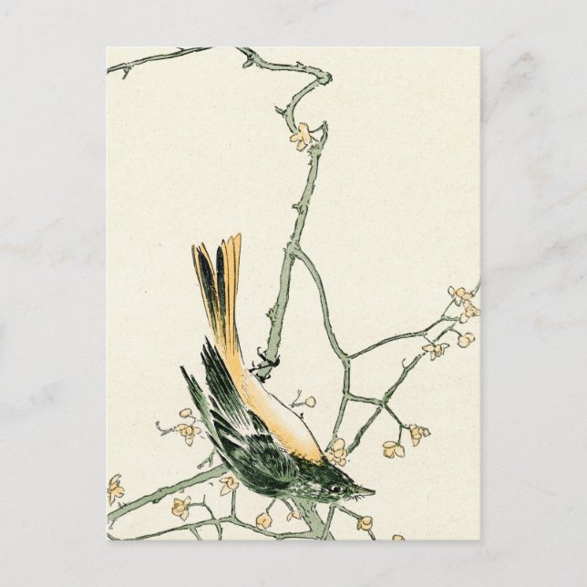 Cartão Postal Ruticilla aurorea em um ramo de ameixa - Arte japo (Frente)