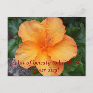 Cartão Postal S5030253, Um pouco de beleza para iluminar o seu d