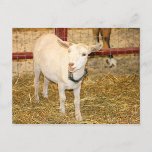 Cartão Postal Saanen doeling cabra aberta