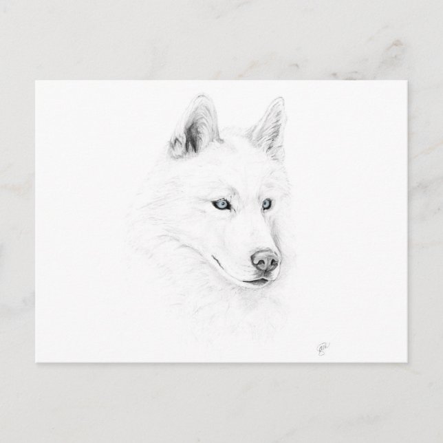 Cartão Postal Saber A Siberian Husky Desenhando Olhos Azuis (Frente)