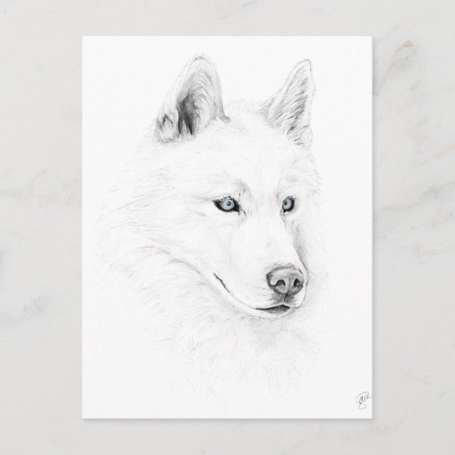 Cartão Postal Saber A Siberian Husky Desenhando Olhos Azuis (Frente)