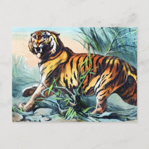 Cartão Postal Saber Toothed Tiger