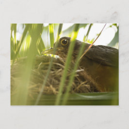 Cartão Postal - Sabiá-Laranjeira | Nº11