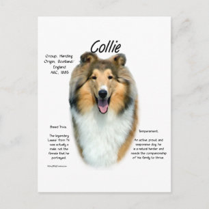 Cartão Postal Sable Rough Collie Conheça a Raça