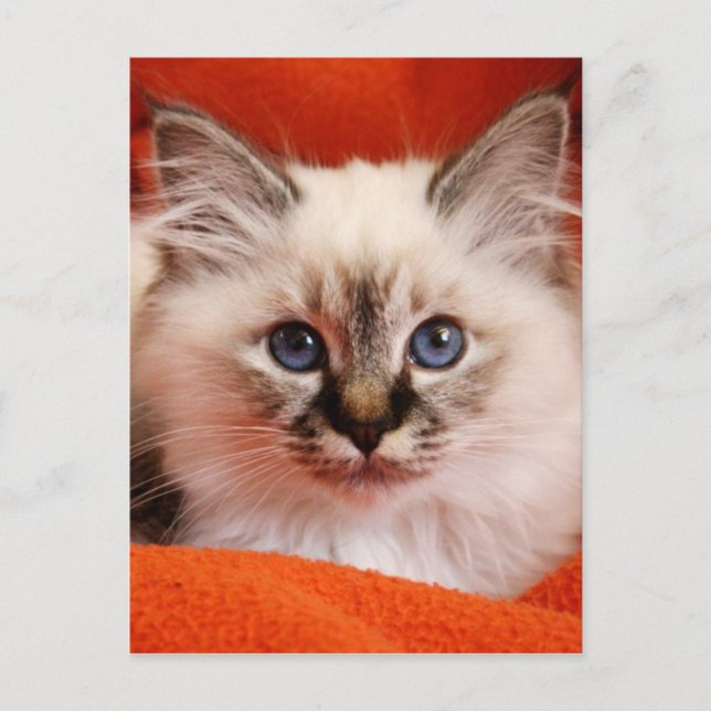 Cartão Postal Sacred Birman Kitten (Frente)