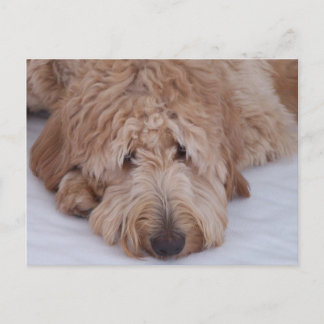 Cartão Postal Sad, Lonely, Adorable, & Cute GoldenDoodle Dog