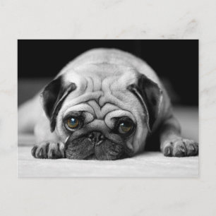 Cartão Postal Sad Pug